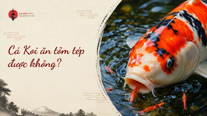 cá koi ăn tôm tép được không