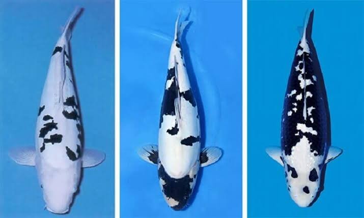 Cách nhận biết các dòng cá Koi bò sữa phổ biến Cách nhận biết các dòng cá Koi bò sữa phổ biến