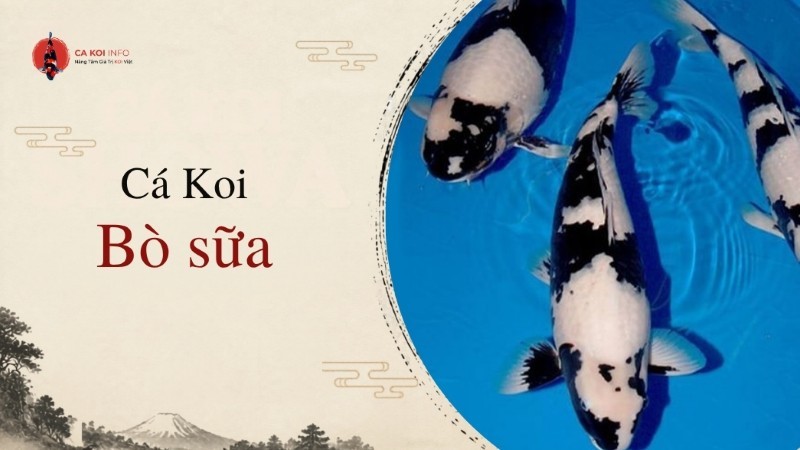 cá koi bò sữa