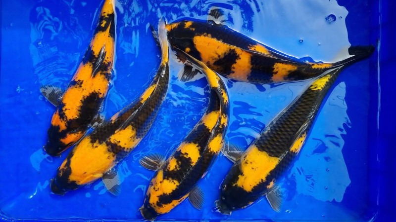 Cá koi cọp là gì? Cá koi cọp là gì?