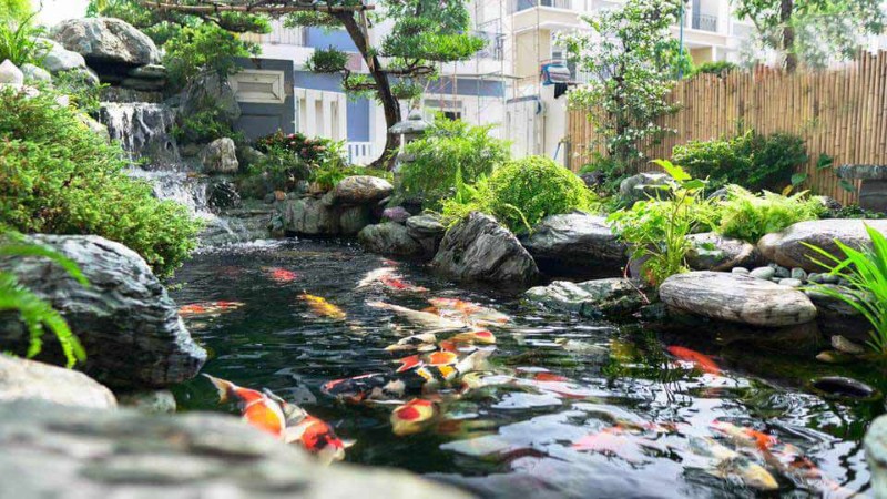 Phương pháp chăm sóc và quản lý nước hồ cá Koi vào mùa mưa Phương pháp chăm sóc và quản lý nước hồ cá Koi vào mùa mưa