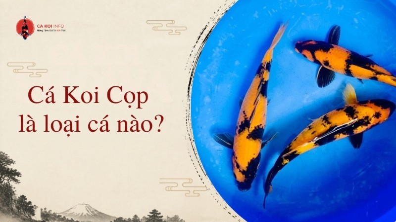 cá koi cọp