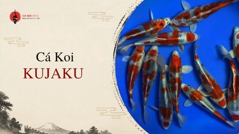 cá koi kujaku