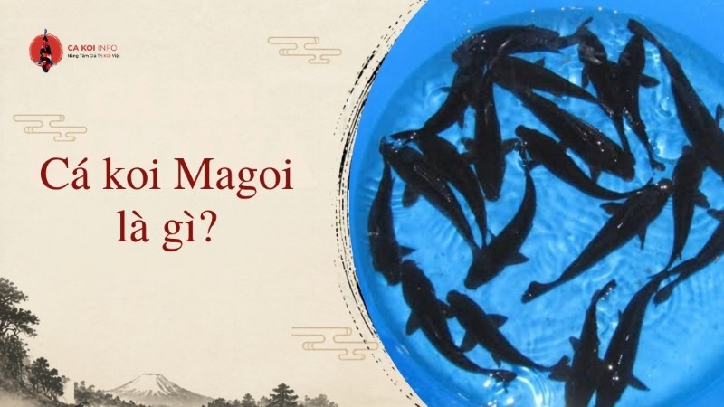cá koi magoi