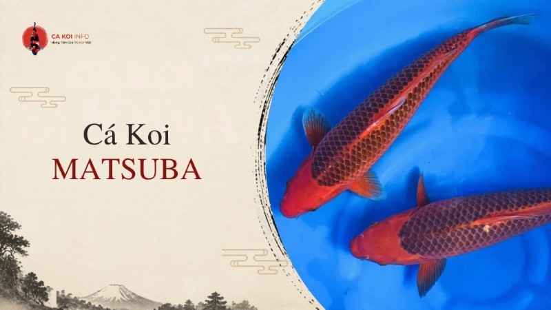 cá koi matsuba
