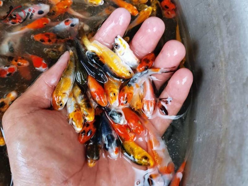 Cá koi mini 5k là gì? Cá koi mini 5k là gì?