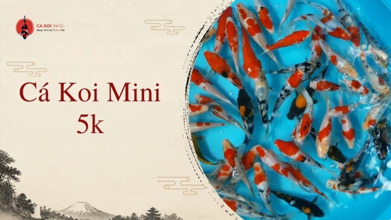 cá koi mini 5k