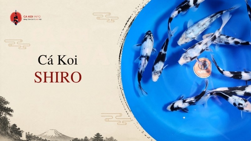 cá koi shiro