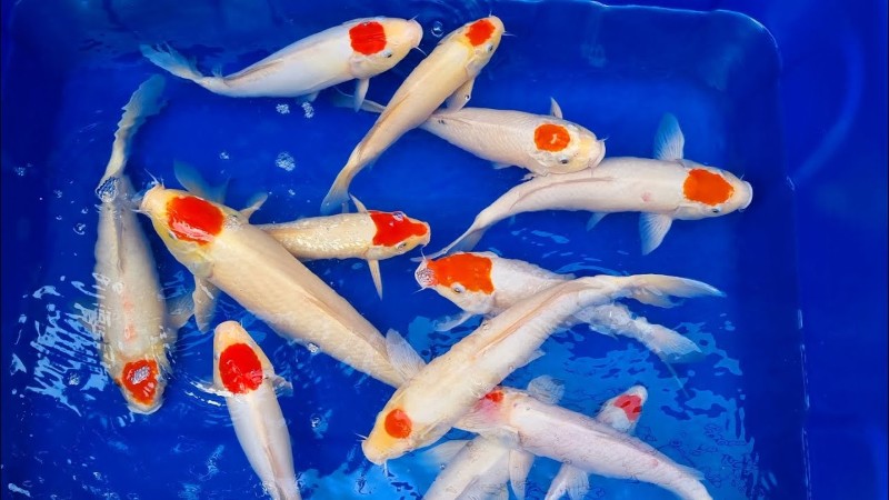 Tiêu chí đánh giá chấm đỏ cá Koi Tancho 