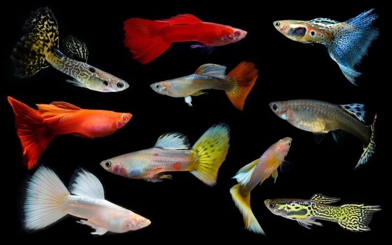 Cá bảy màu (Guppy) Cá bảy màu (Guppy)