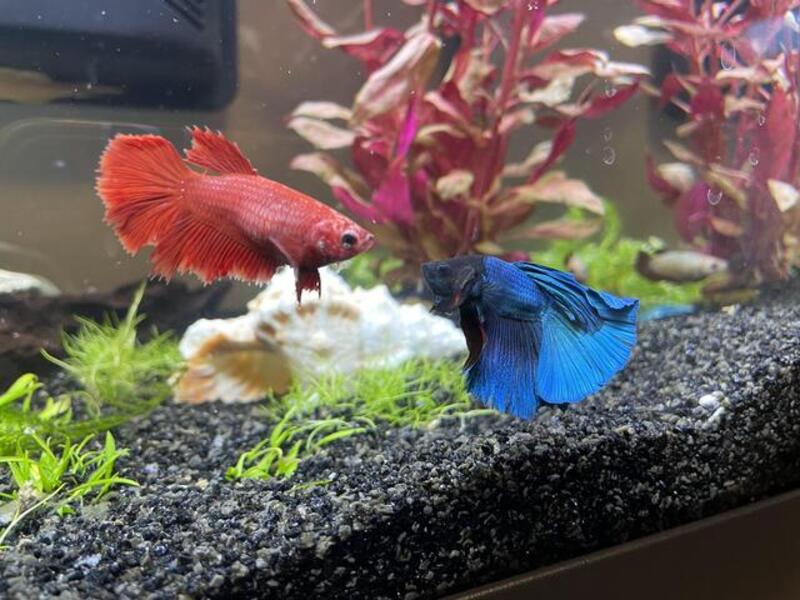 Cá Betta Cá Betta