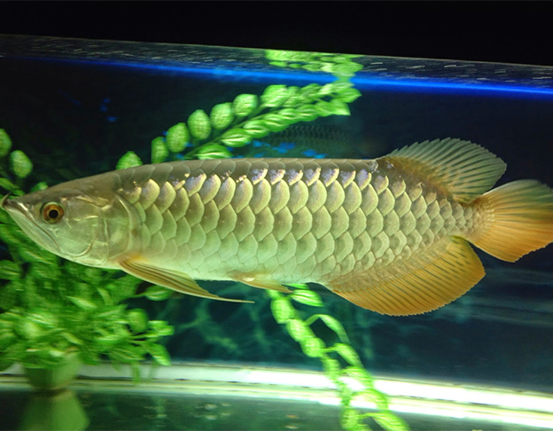 Cá rồng (Arowana) Cá rồng (Arowana)