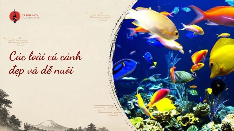 các loài cá cảnh đẹp