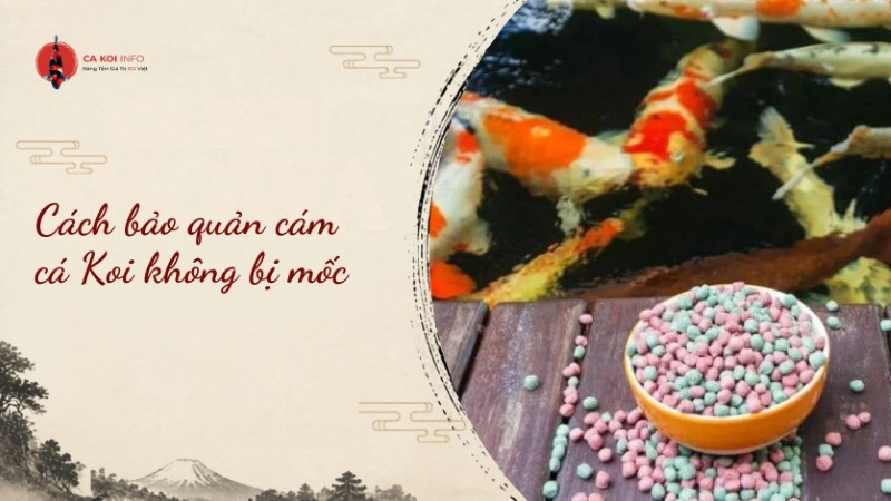 cách bảo quản cám cá koi không bị mốc