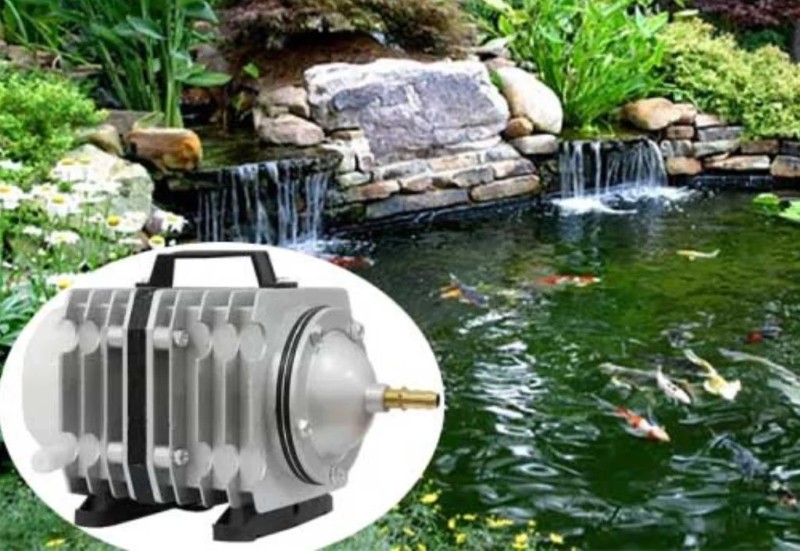 Cách sục khí oxy cho hồ cá koi chuẩn kỹ thuật giúp cá khỏe