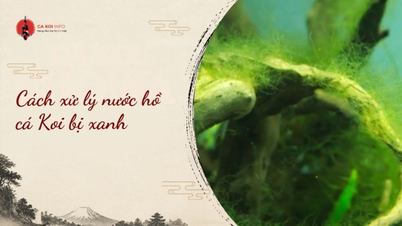 cách xử lý nước hồ cá koi bị xanh