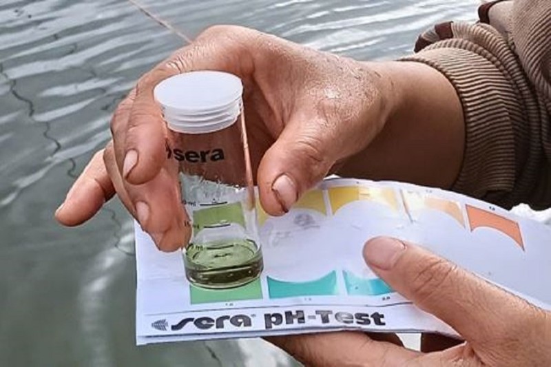 Người nuôi đo pH nước hồ koi bằng bộ test dung dịch 