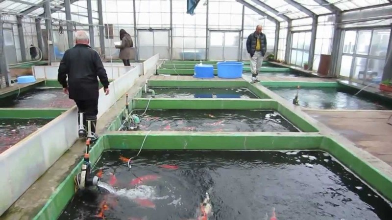 Hồ nuôi cá tại trại Shinoda Koi Farm Niigata 