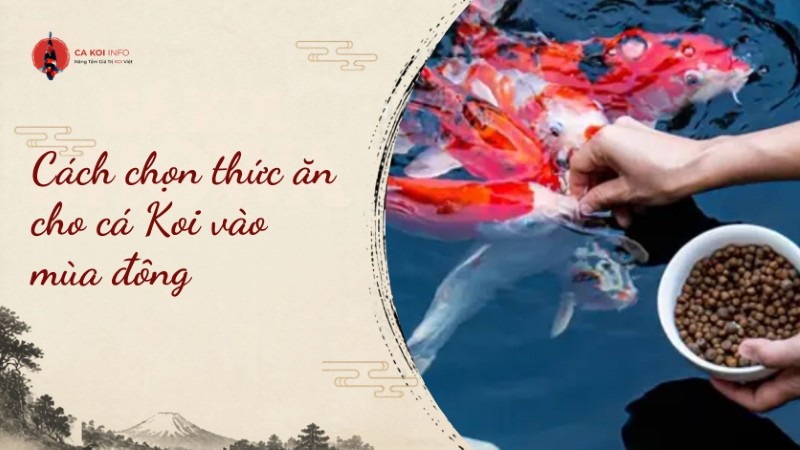 thức ăn cho cá koi vào mùa đông