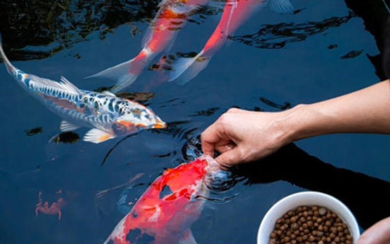 Cơ chế hoạt động của thức ăn tăng màu cho cá koi Cơ chế hoạt động của thức ăn tăng màu cho cá koi