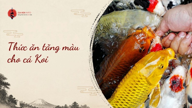 thức ăn tăng màu cho cá koi