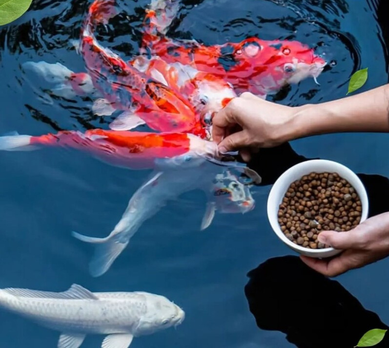 Tiêu chí lựa chọn thức ăn tăng trưởng cho cá Koi chất lượng cao Tiêu chí lựa chọn thức ăn tăng trưởng cho cá Koi chất lượng cao