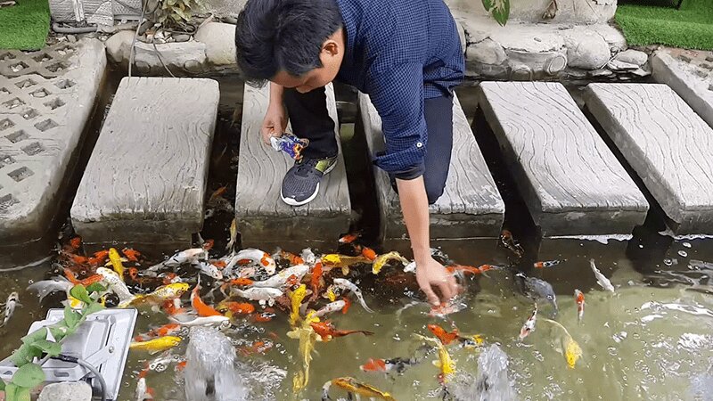 Những lưu ý quan trọng khi sử dụng thức ăn tăng trưởng cho cá Koi Những lưu ý quan trọng khi sử dụng thức ăn tăng trưởng cho cá Koi