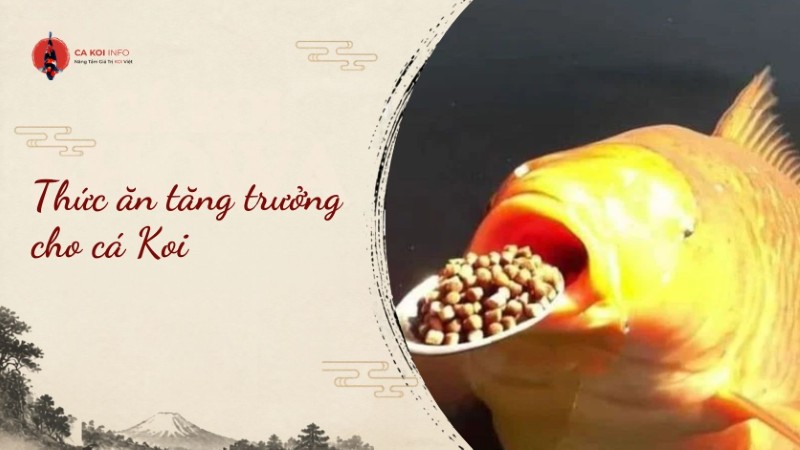 thức ăn tăng trưởng cho cá koi