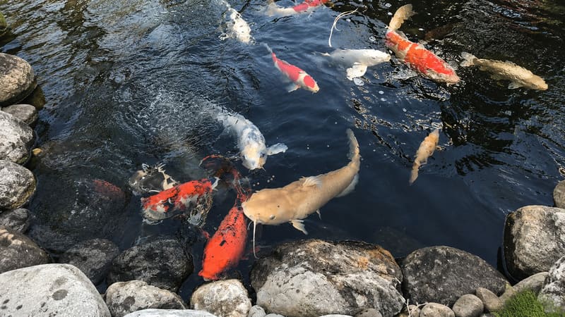 Các loại cá có thể nuôi cùng cá Koi