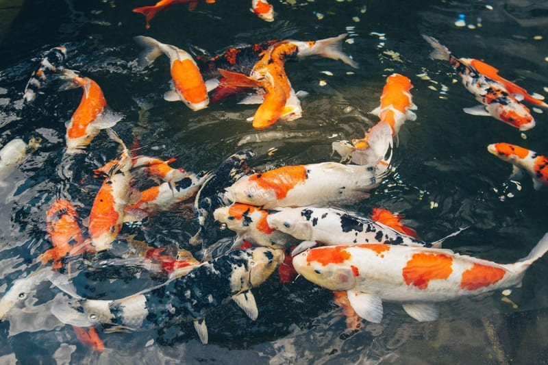Hồ Koi có bắt buộc phải nuôi cá dẫn không? Hồ Koi có bắt buộc phải nuôi cá dẫn không?