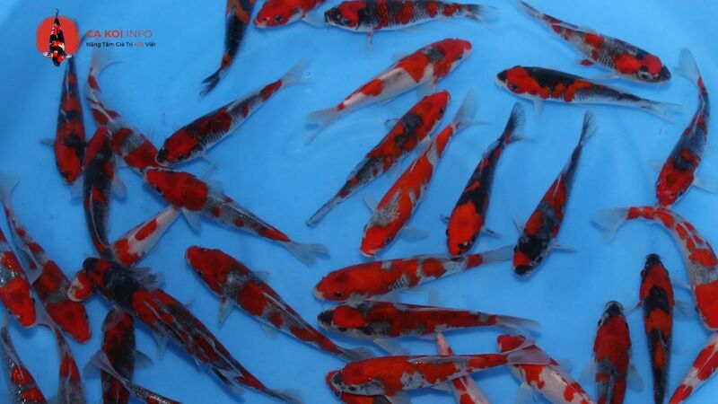 Cá Koi Goshiki với những sắc màu đặc trưng Cá Koi Goshiki với những sắc màu đặc trưng