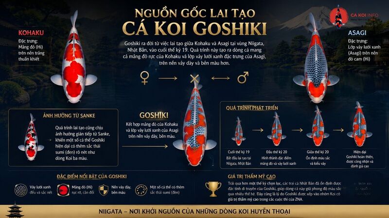 Nguồn gốc lai tạo cá koi Goshiki từ Kohaku và Asagi Nguồn gốc lai tạo cá koi Goshiki từ Kohaku và Asagi
