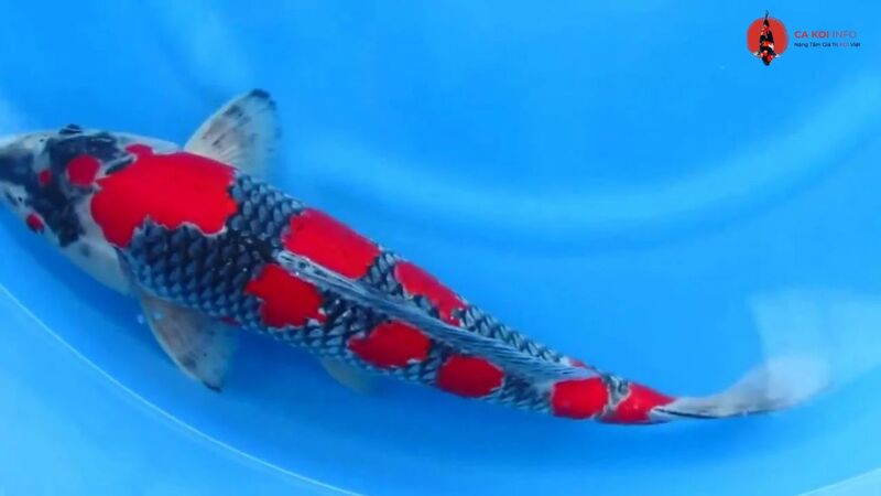 Cá Koi Goshiki với hoa văn ngũ sắc độc đáo Cá Koi Goshiki với hoa văn ngũ sắc độc đáo