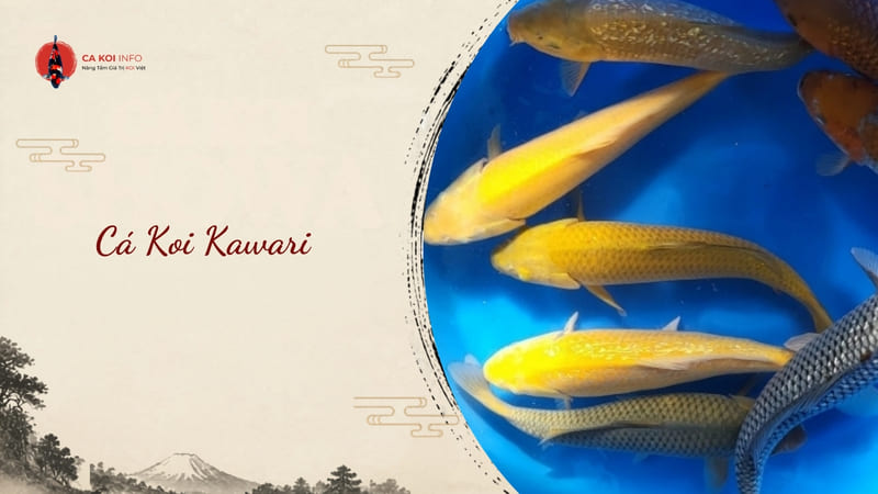 cá koi kawari