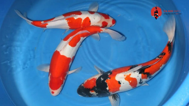 Cá Koi Doitsu da trơn Kawagoi