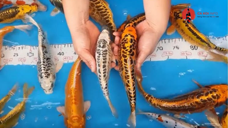 Cá Koi Doitsu vảy rồng Kagamigoi