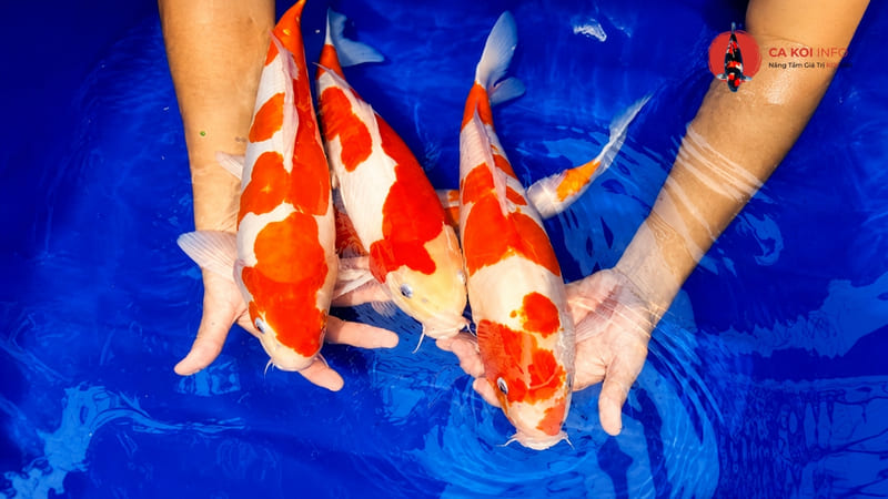 Tiêu chí đánh giá một chú cá Koi đẹp