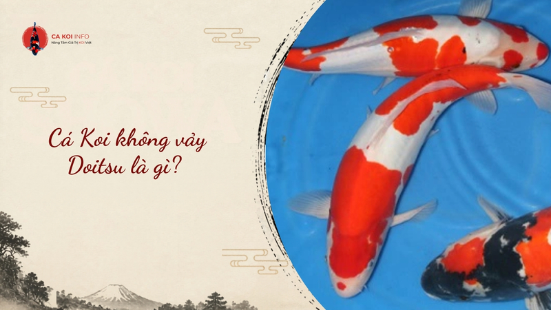 cá koi không vảy