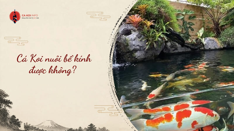 cá koi nuôi bể kính được không