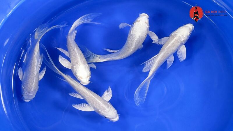 Cá Koi Platinum Ogon từ Niigata Nhật Bản