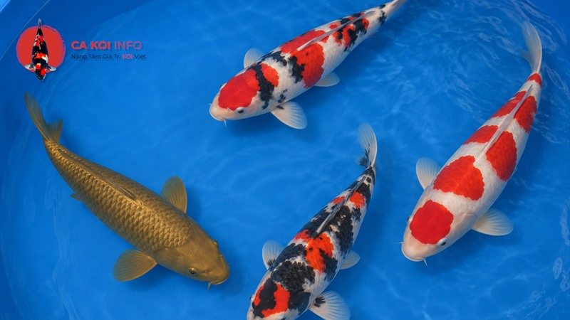 Bốn cá Koi lớn nhiều màu trong bể xanh