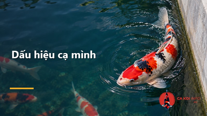 Cá Koi nghiêng thân sát thành hồ khi có biểu hiện cạ mình